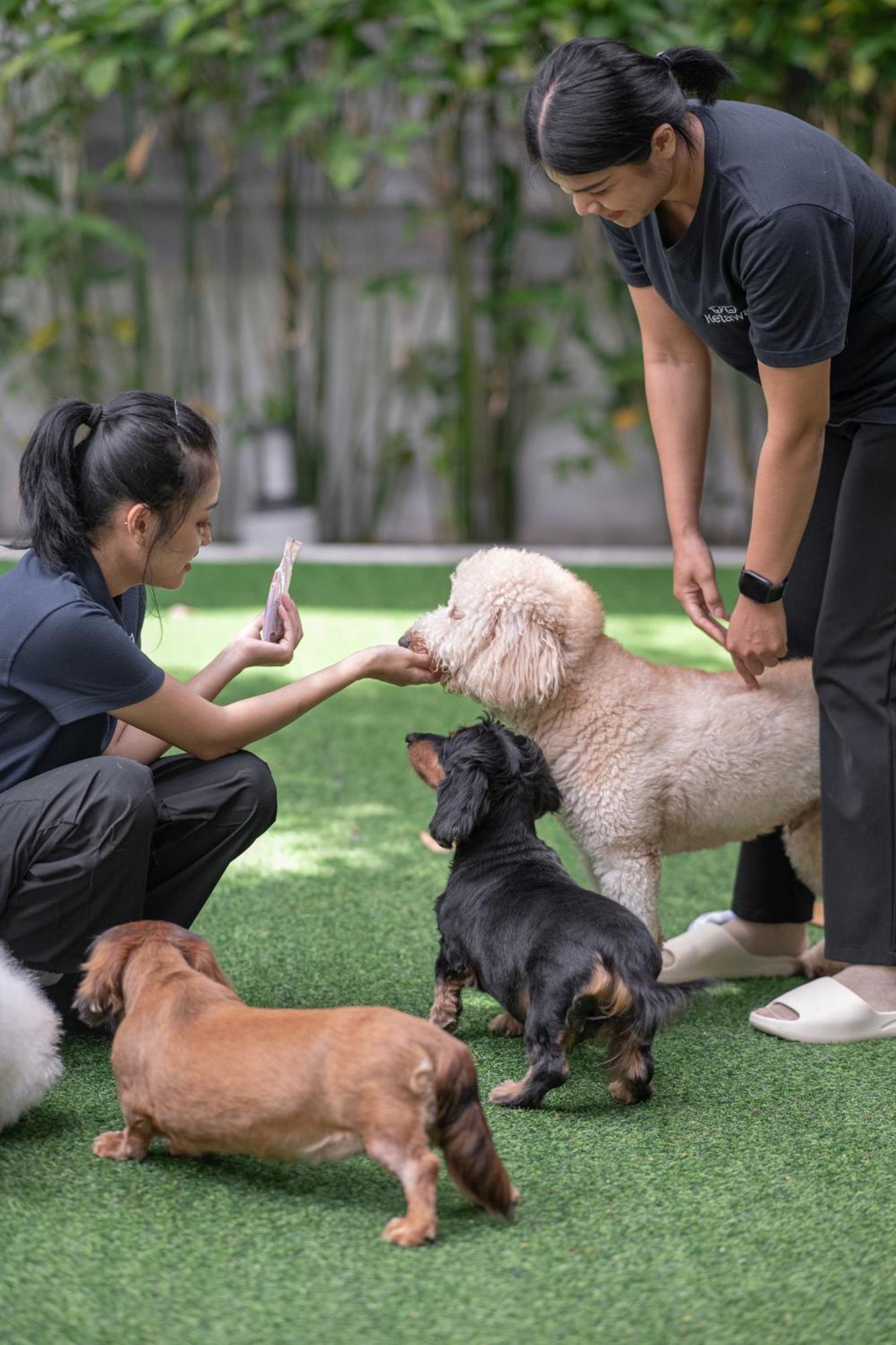 Ketawa Pet Friendly Hotel Chiang Mai Ngoại thất bức ảnh